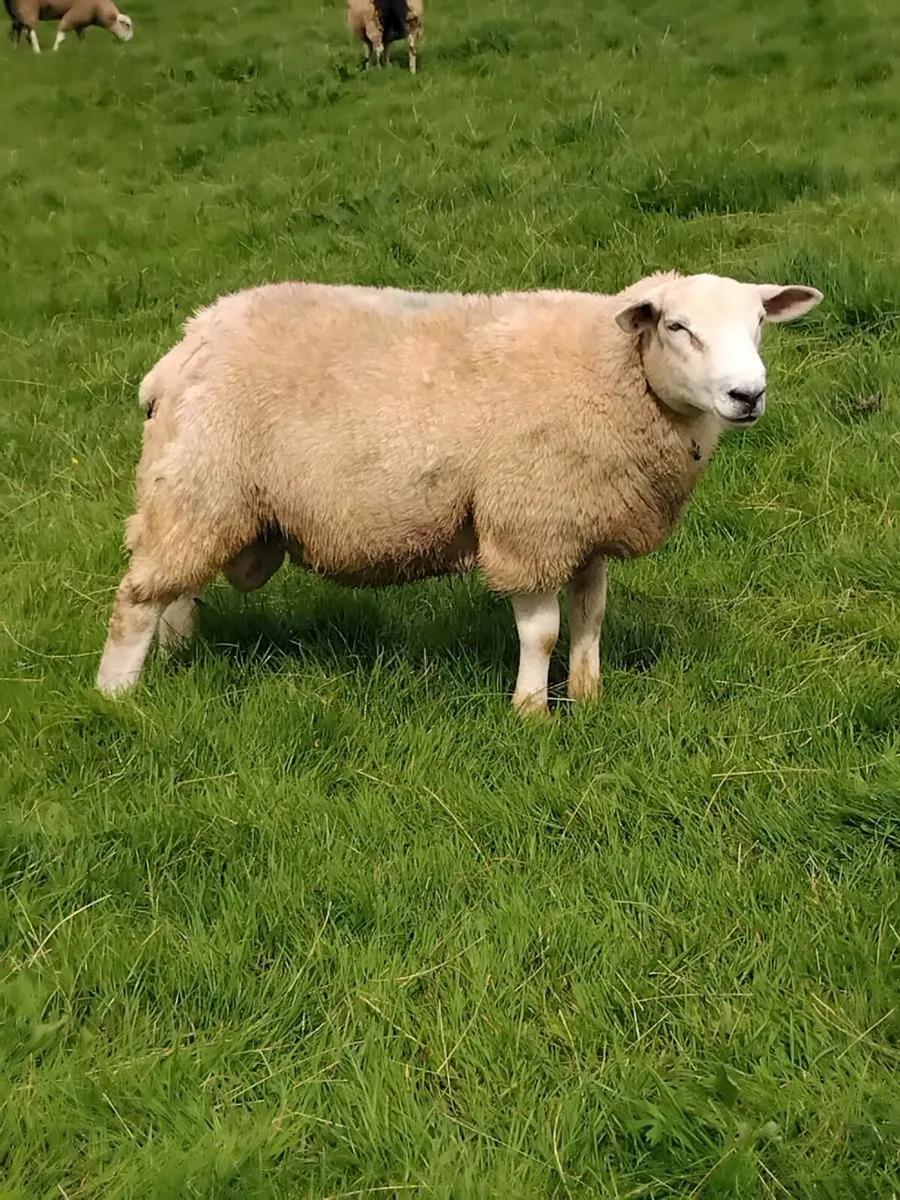 Ram - Image 1