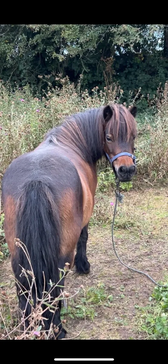SHETLAND PONY - Image 4