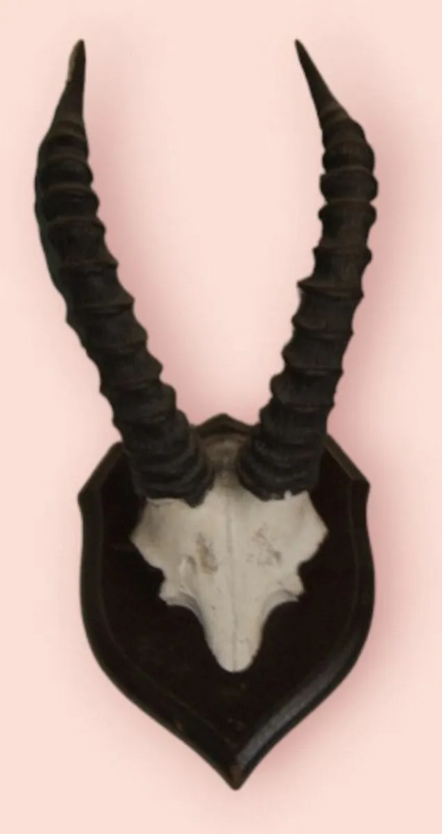 Vintage Taxidermy - Image 2