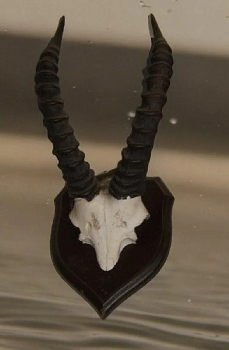 Vintage Taxidermy - Image 4