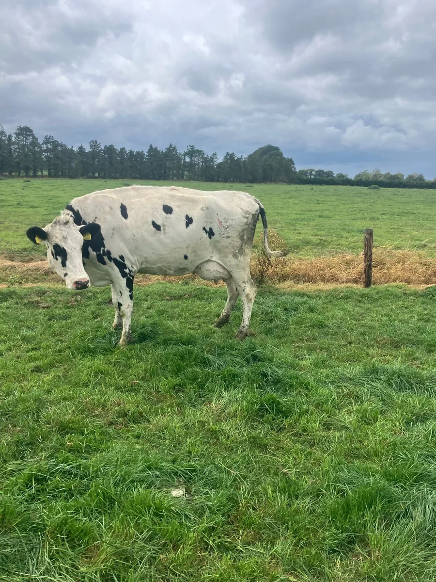 7 freshly calved milking cows - Image 1