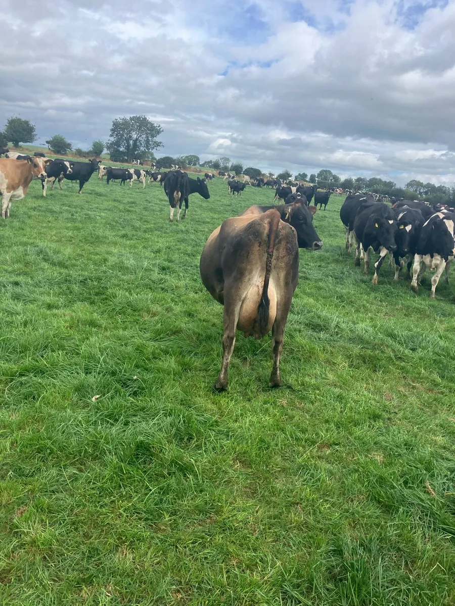 7 freshly calved milking cows - Image 2