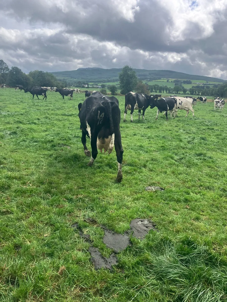 7 freshly calved milking cows - Image 3