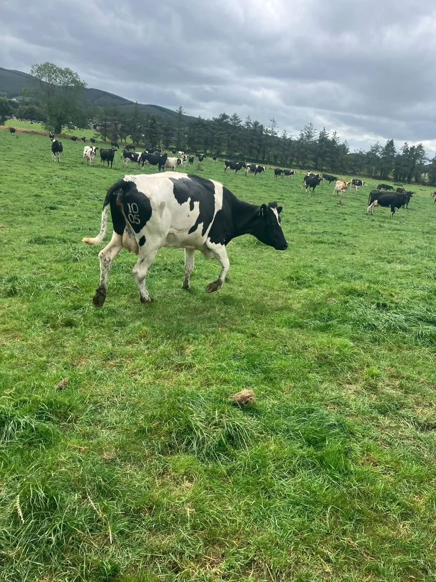 7 freshly calved milking cows - Image 4