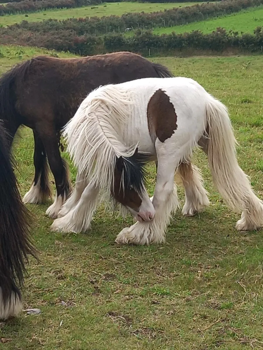 Heavy filly 15 months old.....10hh.. - Image 1