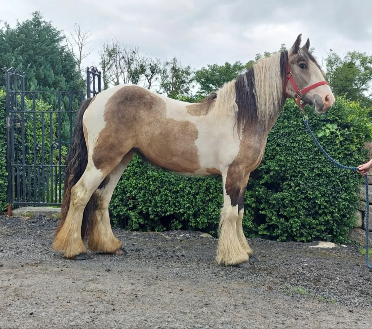 13.2hh 2yr old filly - Image 1
