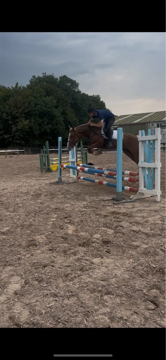 😍Blondie 14.2 palomino mare😍 - Image 2