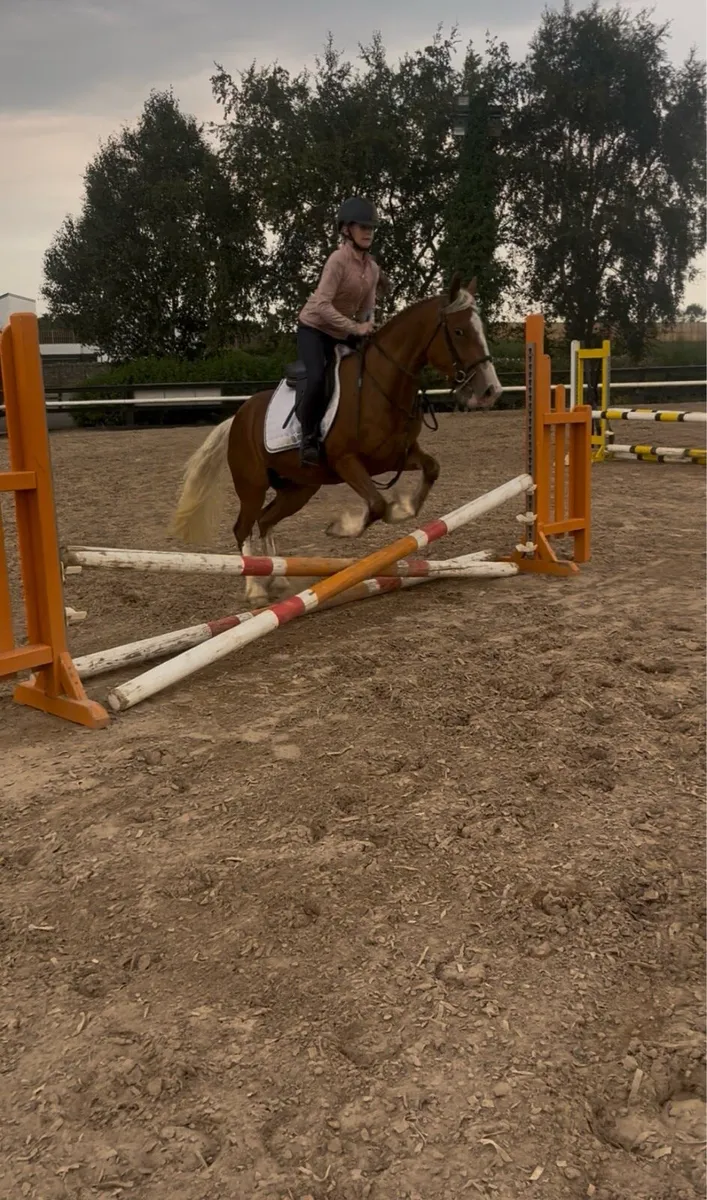 😍Blondie 14.2 palomino mare😍 - Image 3
