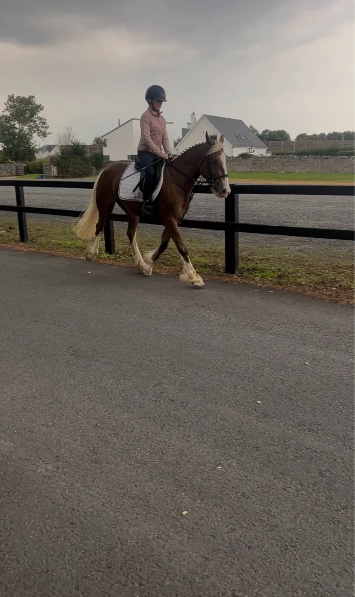 😍Blondie 14.2 palomino mare😍 - Image 4