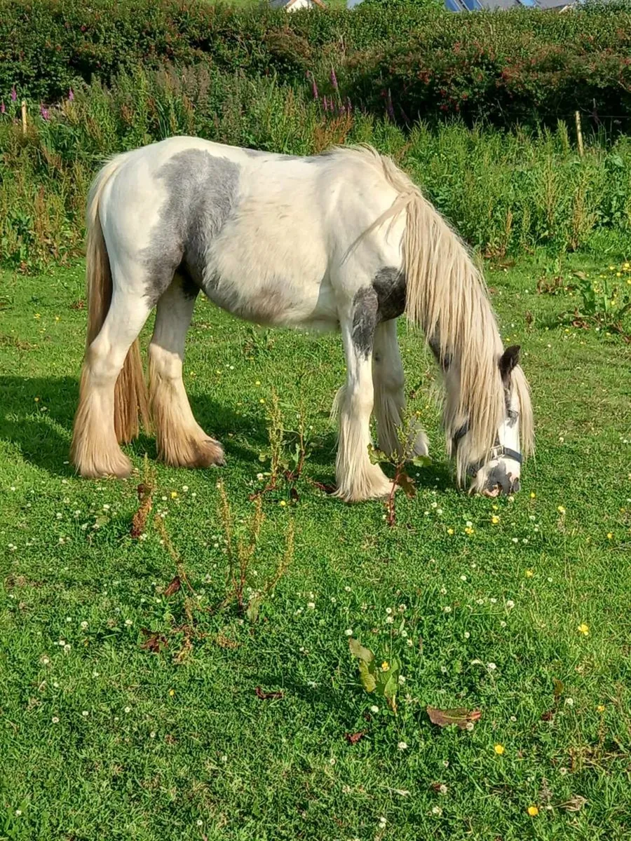 Blue and white heavy filly....ridden and driven - Image 2