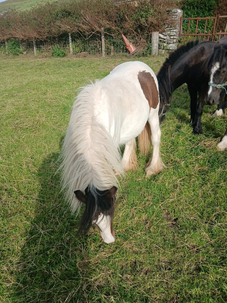 Heavy filly 15 months old.....10hh.. - Image 4