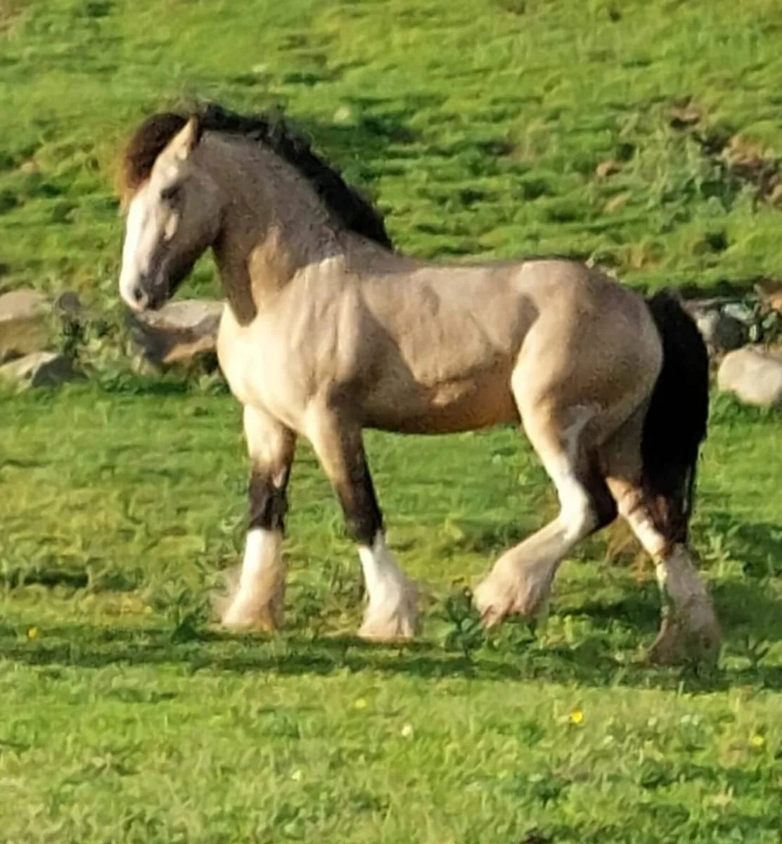 13.2hh 2yr old filly - Image 2