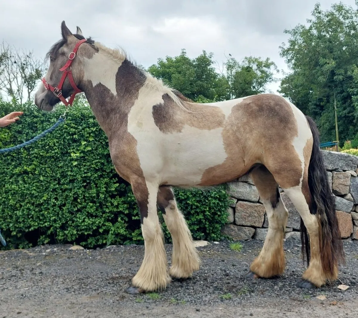 13.2hh 2yr old filly - Image 3