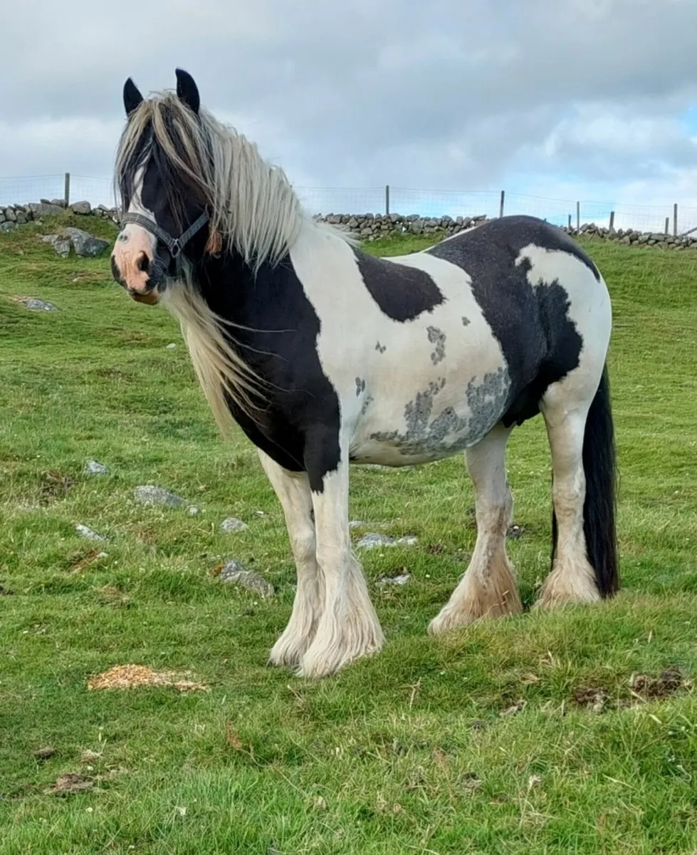 13.2hh 2yr old filly - Image 4