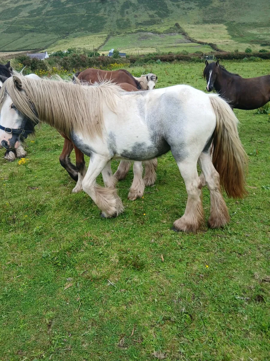 Blue and white heavy filly....ridden and driven - Image 4