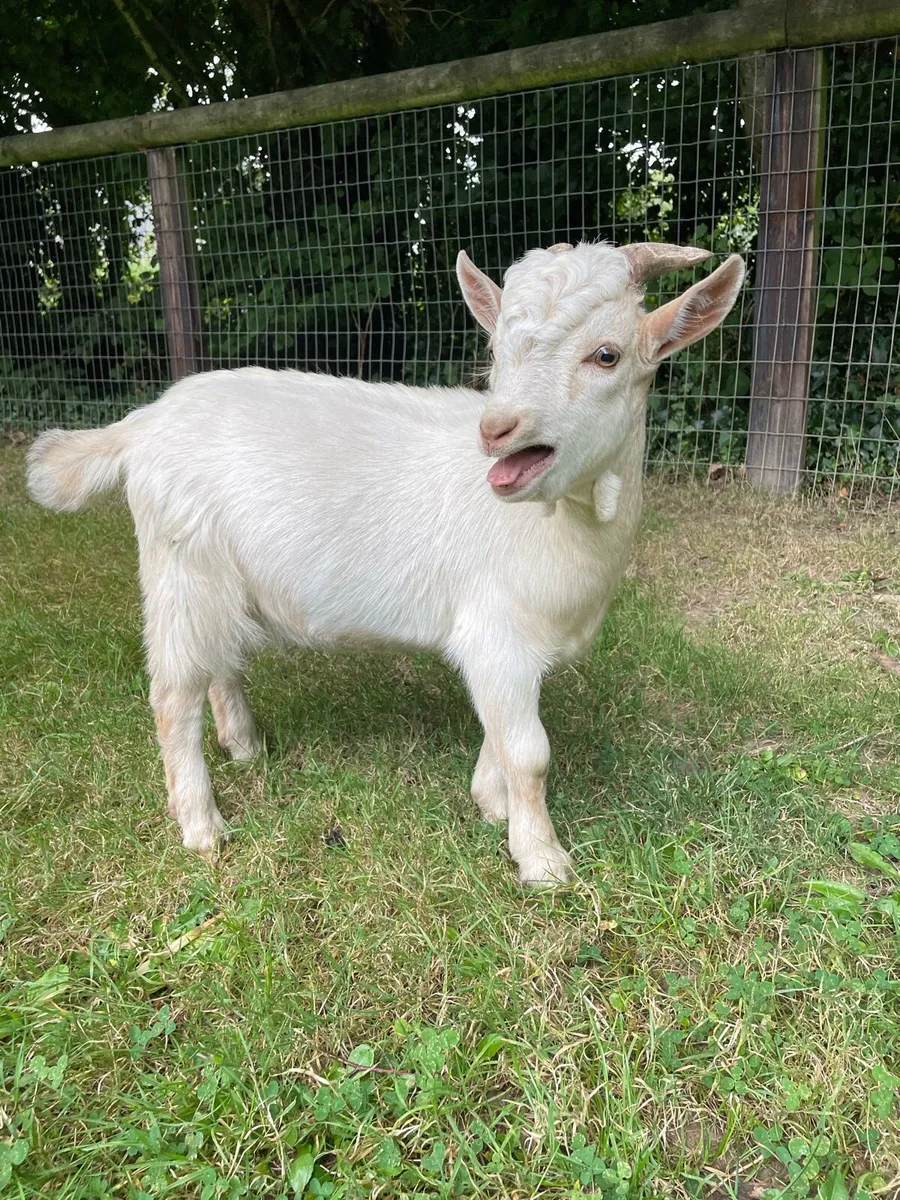 Male Pygmy Goats - Image 1
