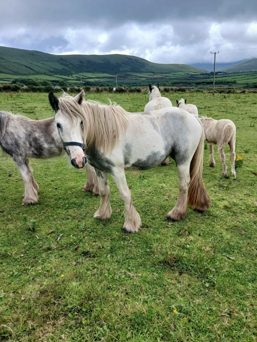 Blue and white heavy filly....ridden and driven - Image 1