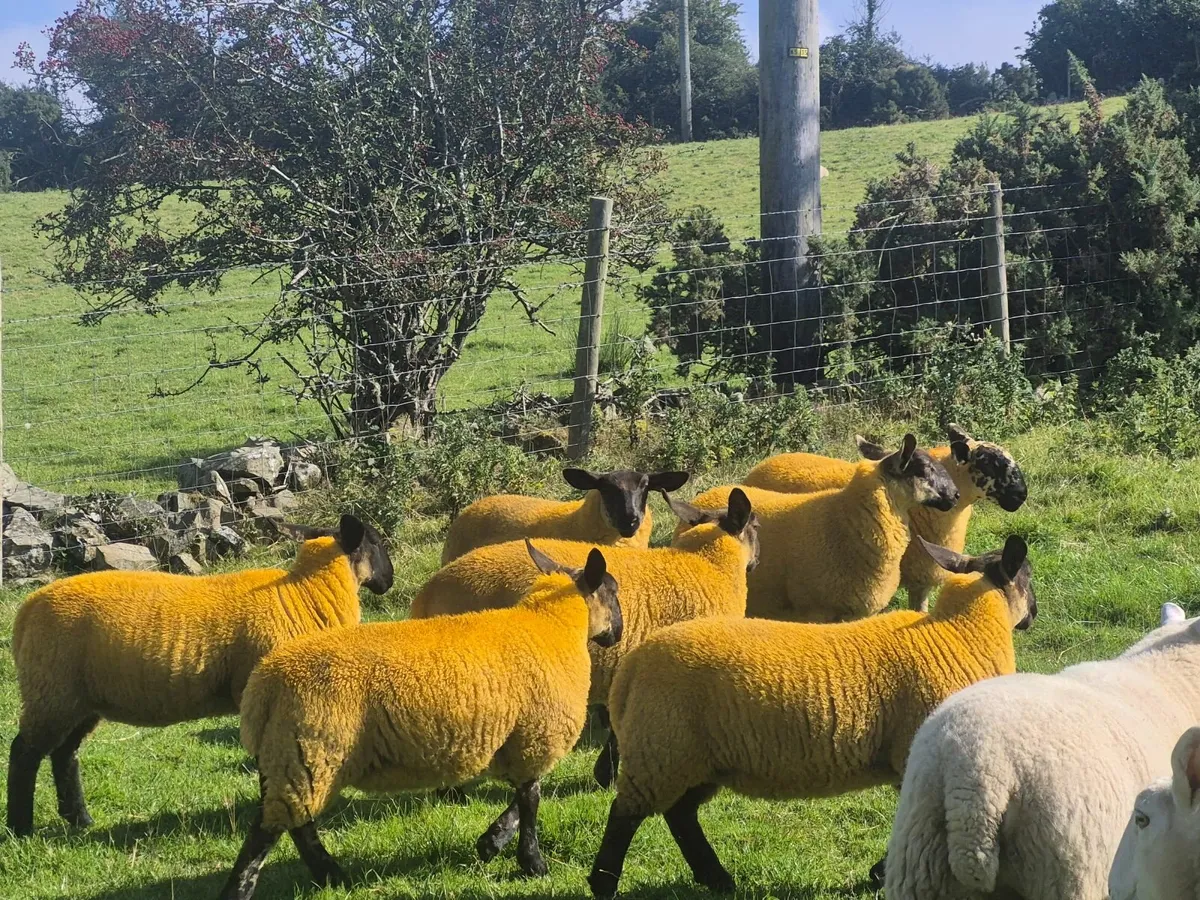 Suffolk x cheviot sheep - Image 1