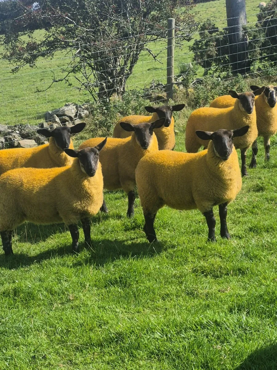 Suffolk x cheviot sheep - Image 2
