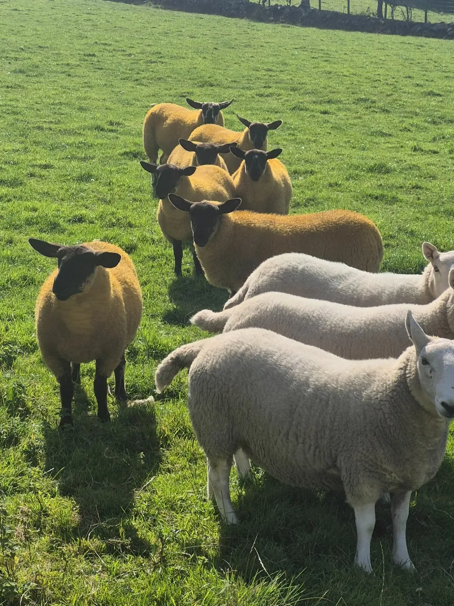 Suffolk x cheviot sheep - Image 3