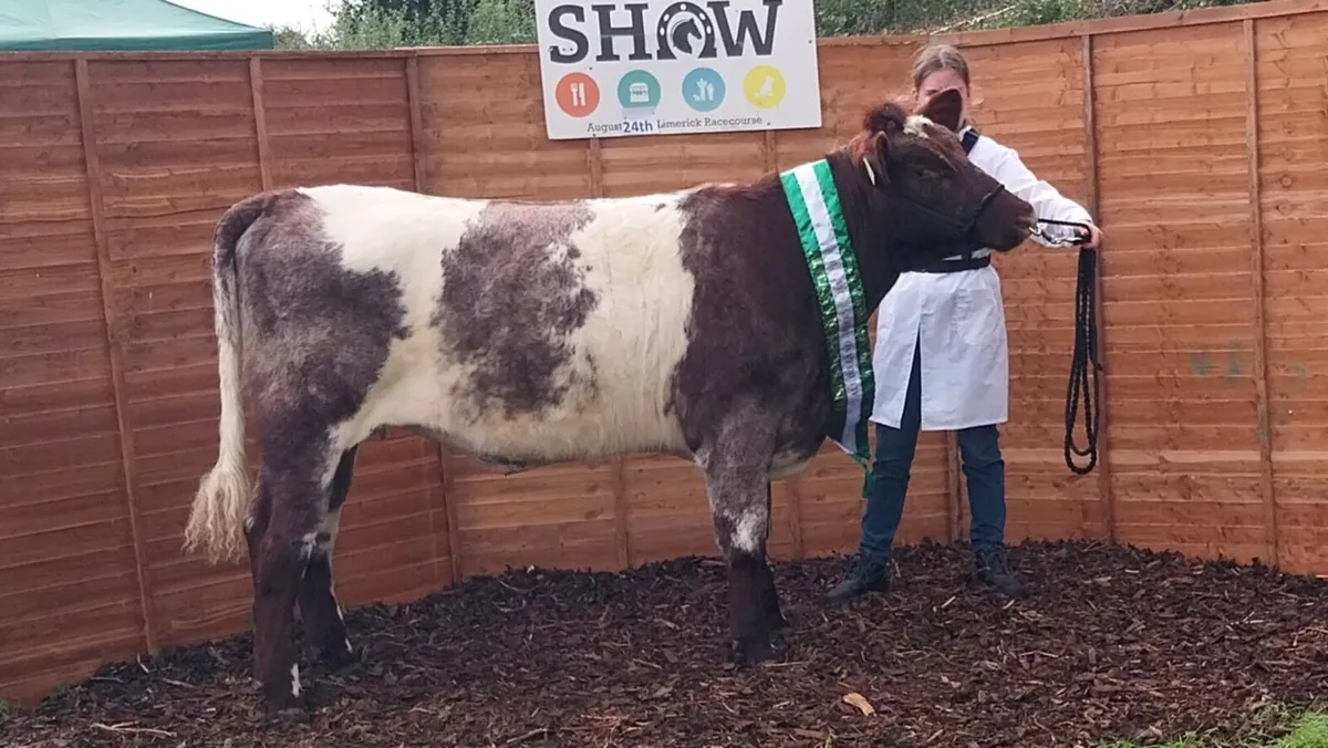 Pedigree Shorthorn - Image 1