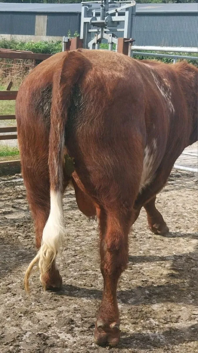 Pedigree Shorthorn - Image 3