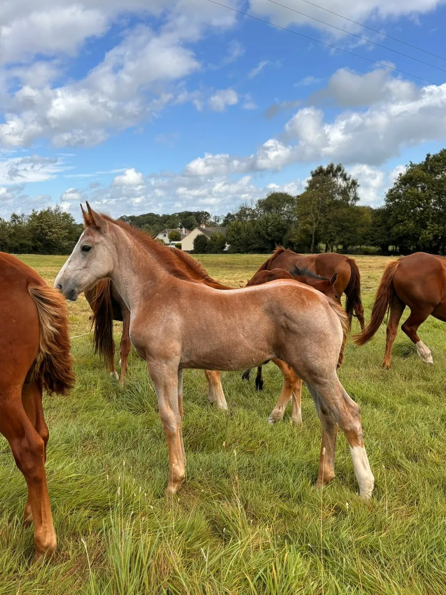 Irish draught & irish sport horse foals - Image 4