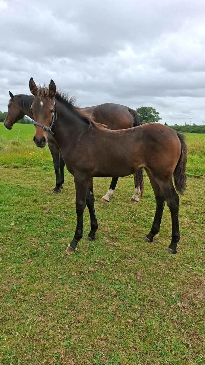 Irish draught & irish sport horse foals - Image 1