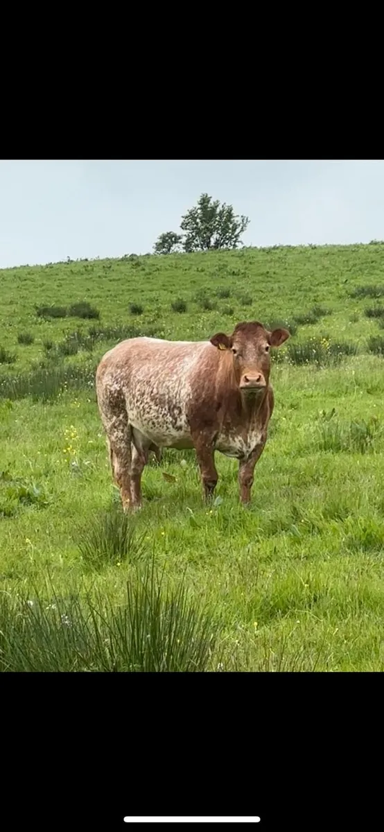 Roan Cow - Image 1