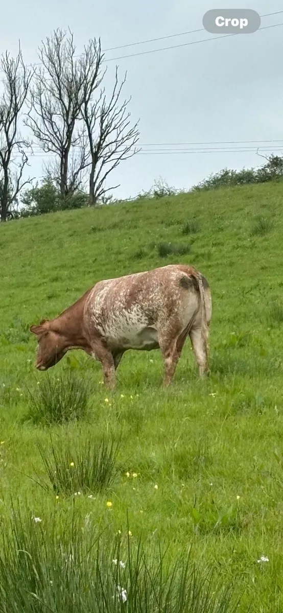 Roan Cow - Image 2