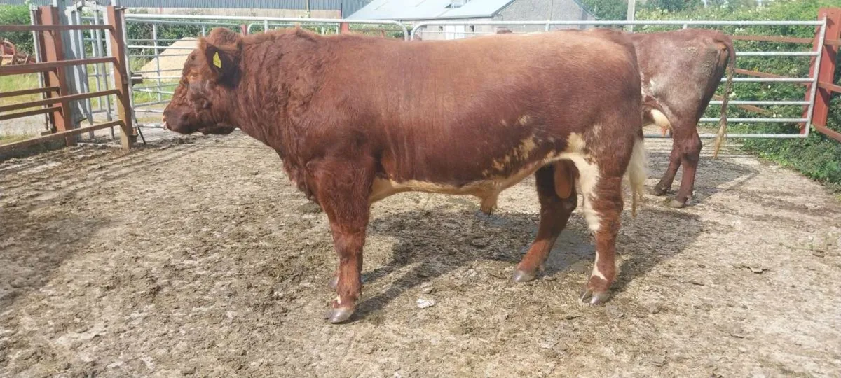 Pedigree Shorthorn - Image 2