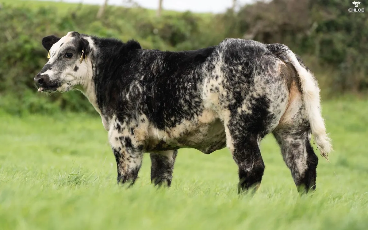 🔥Show calf for sale  🔥 - Image 1
