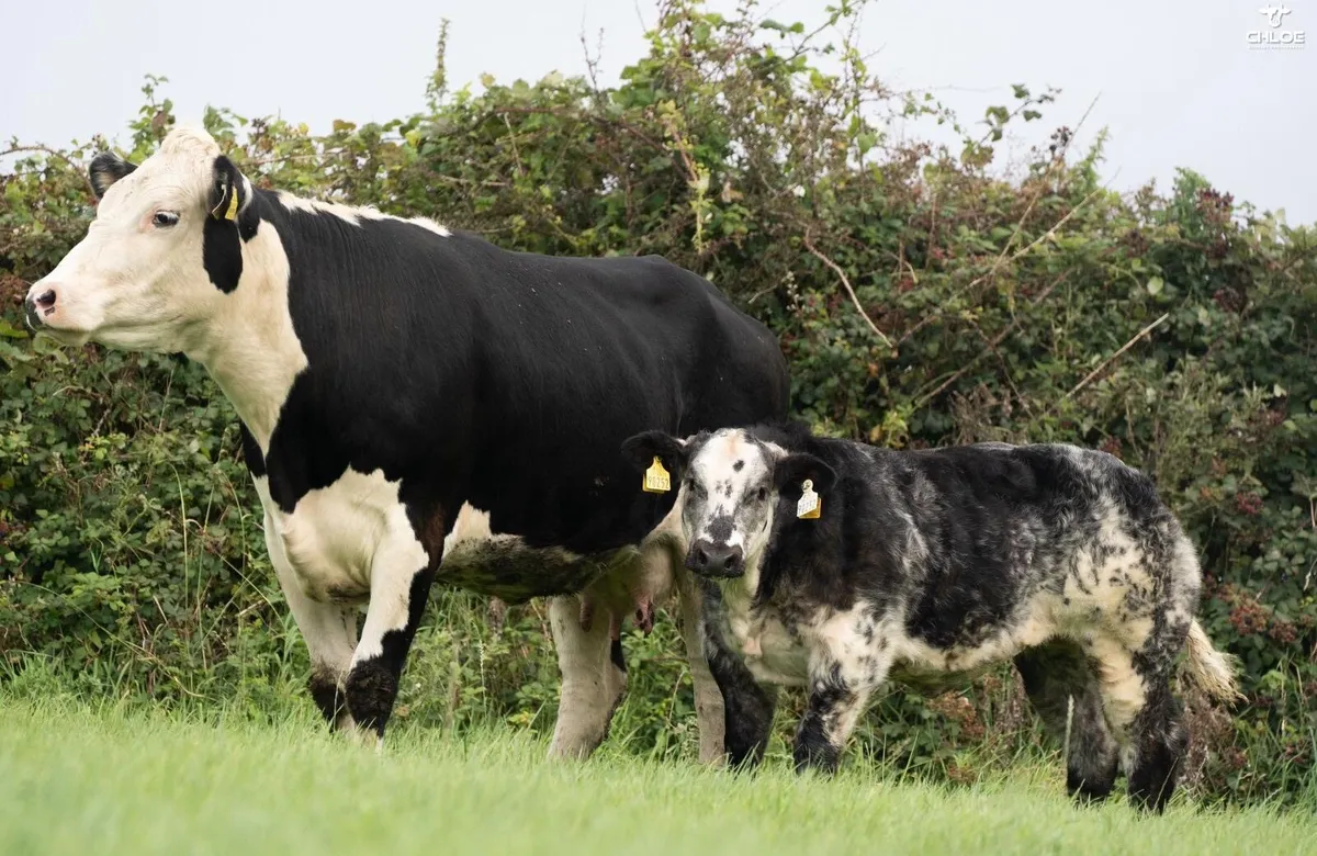 🔥Show calf for sale  🔥 - Image 2