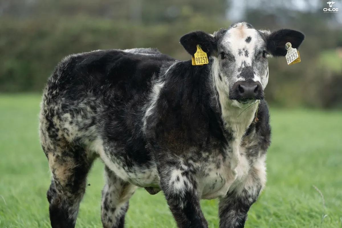 🔥Show calf for sale  🔥 - Image 3