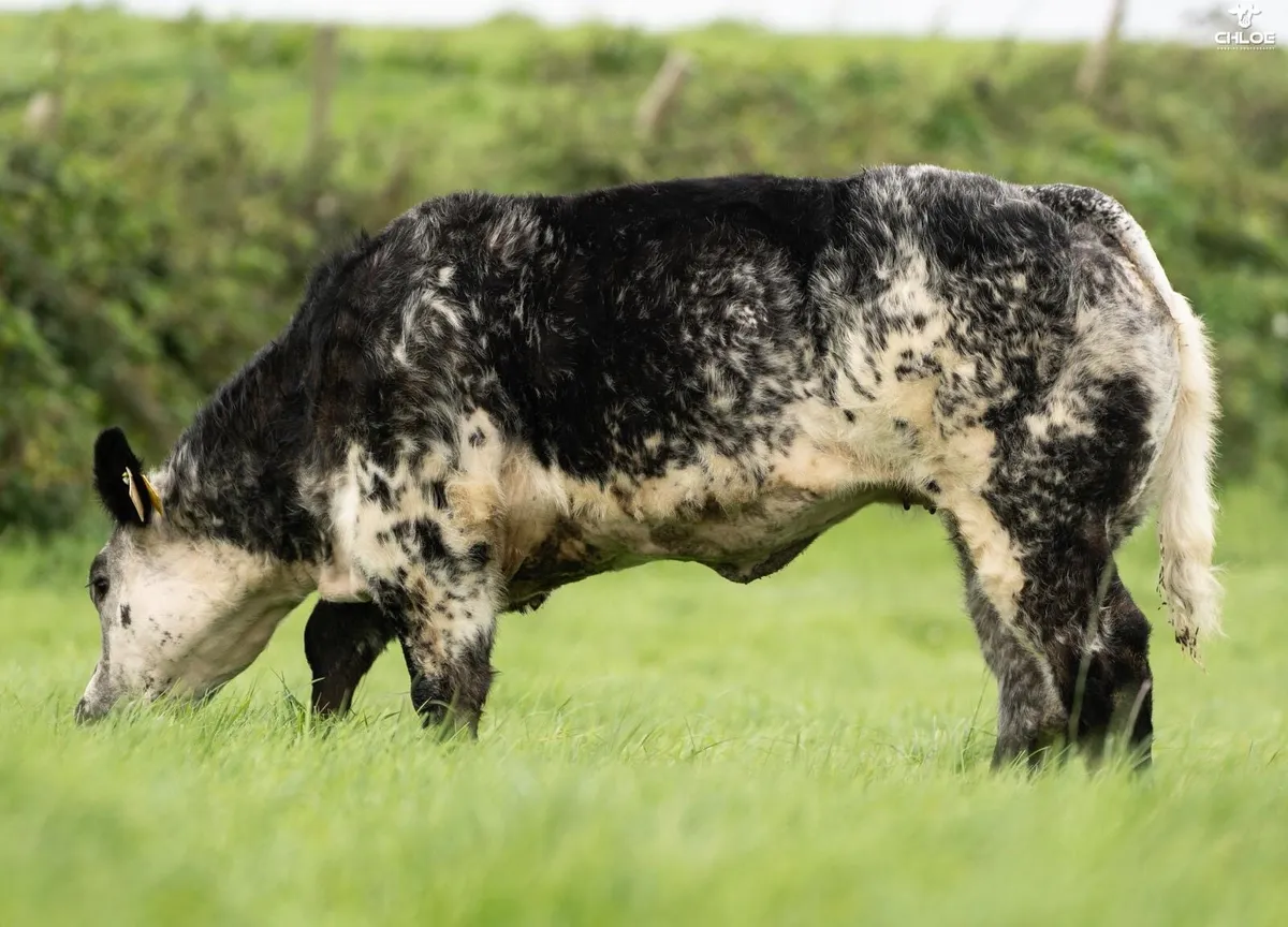 🔥Show calf for sale  🔥 - Image 4