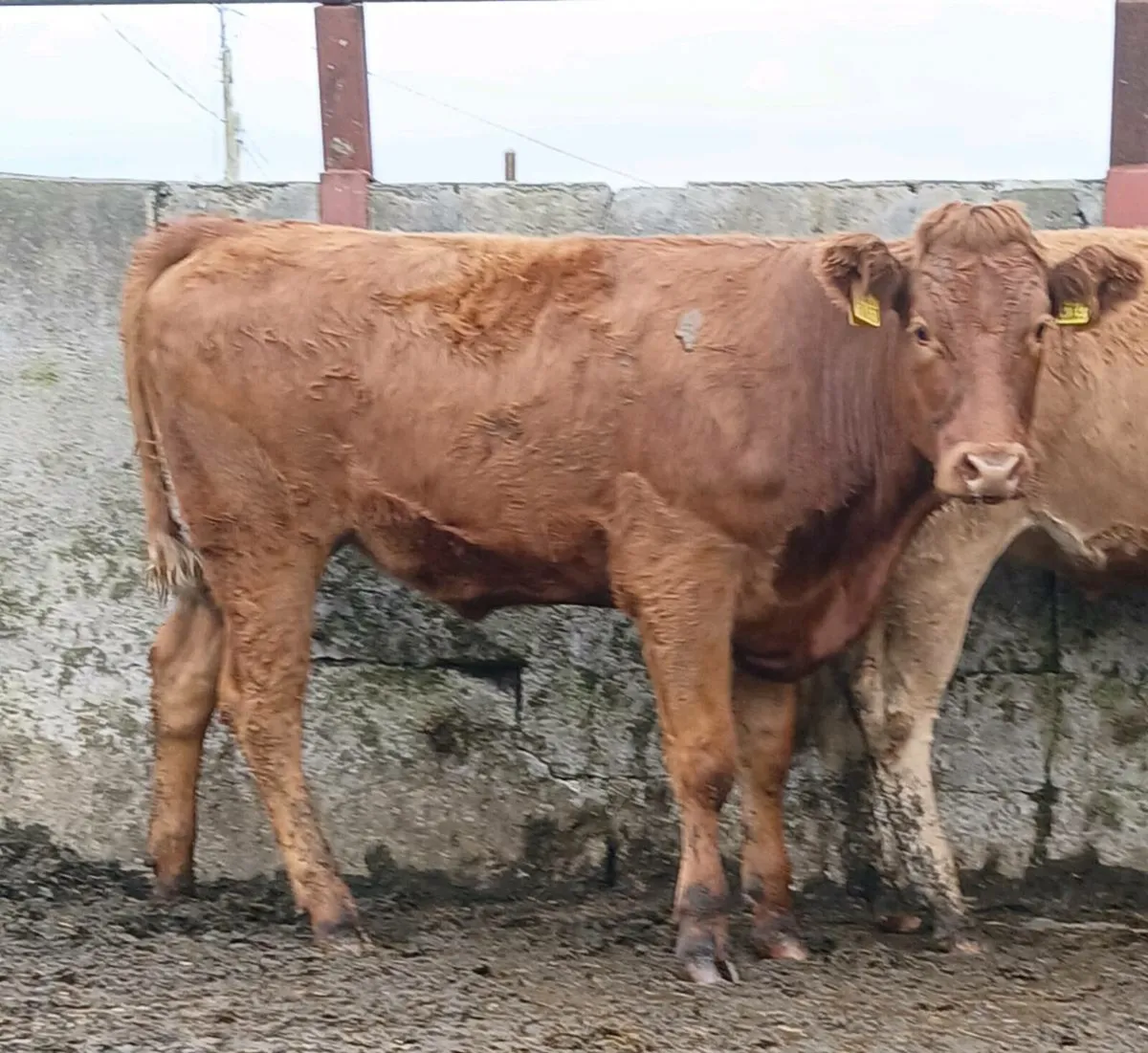 Breeding heifers - Image 2