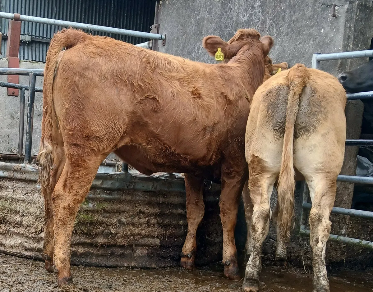 Breeding heifers - Image 3