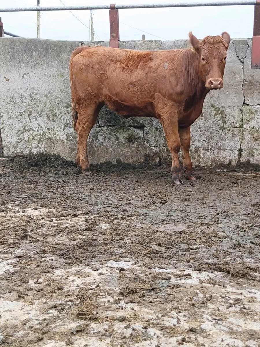Breeding heifers - Image 4