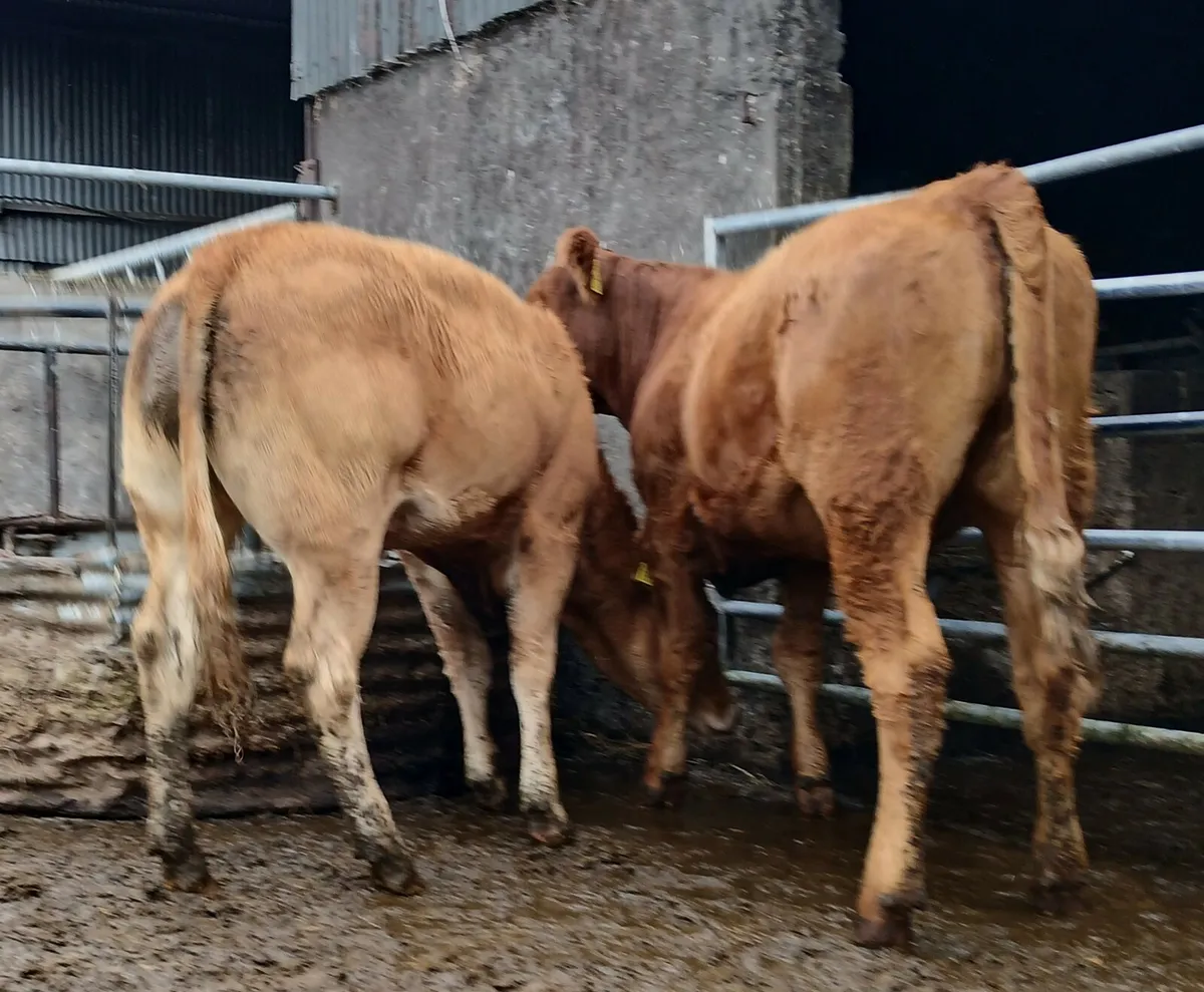 Breeding heifers - Image 1