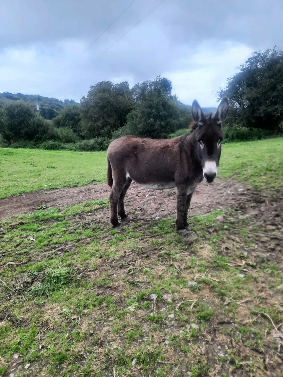Mare donkey