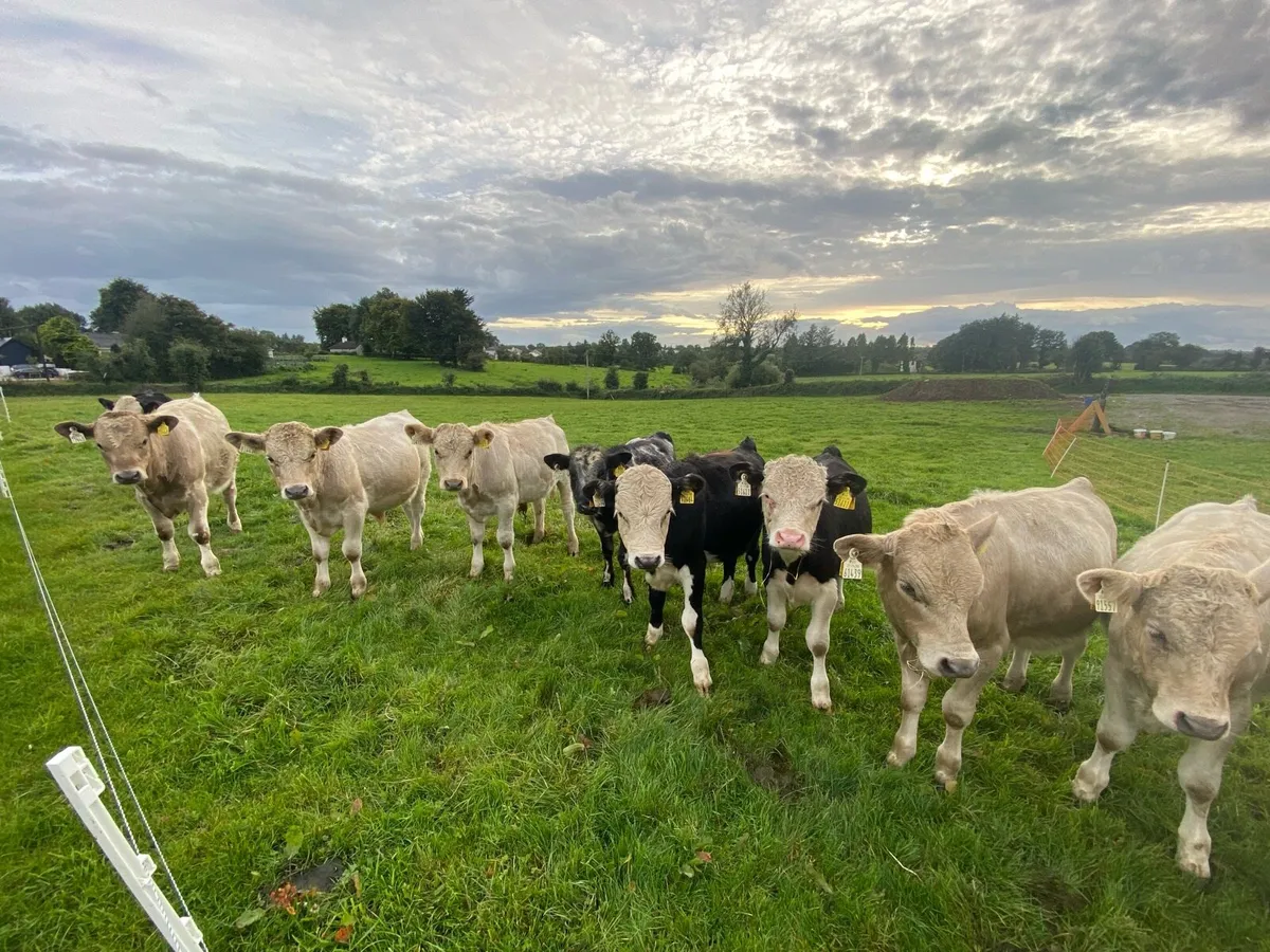 Runners -10 Bull Calves for castlerea mart 11/9/25 - Image 1