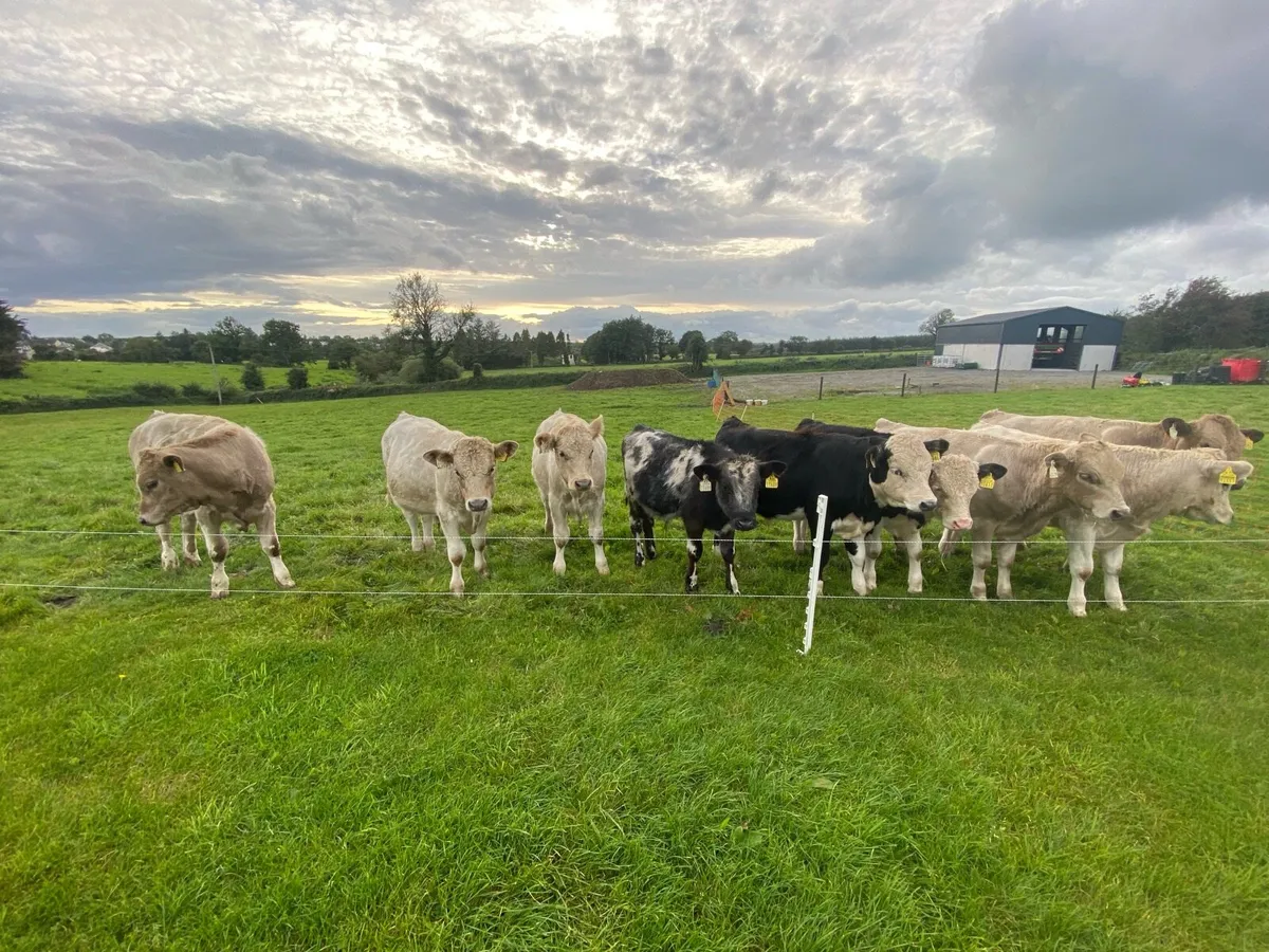 Runners -10 Bull Calves for castlerea mart 11/9/25 - Image 2