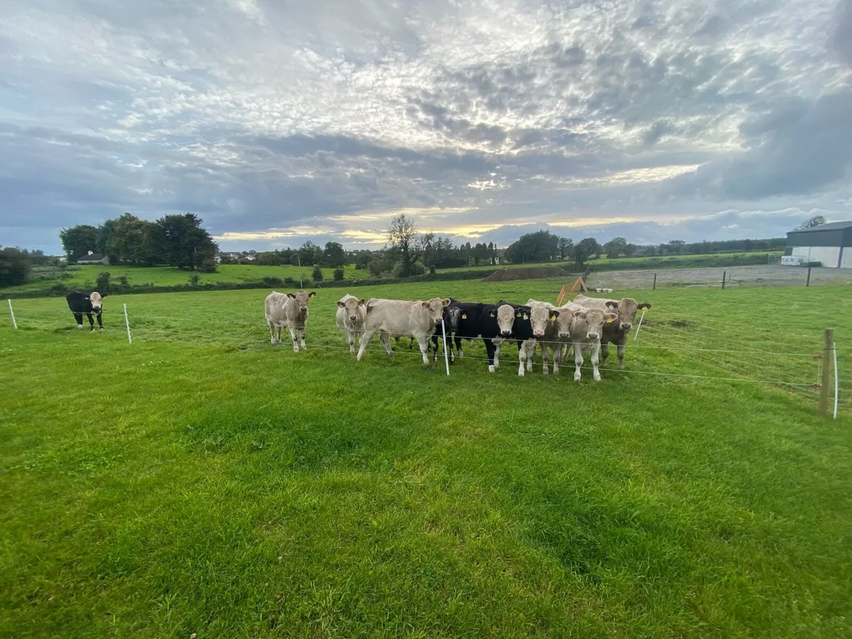 Runners -10 Bull Calves for castlerea mart 11/9/25 - Image 3