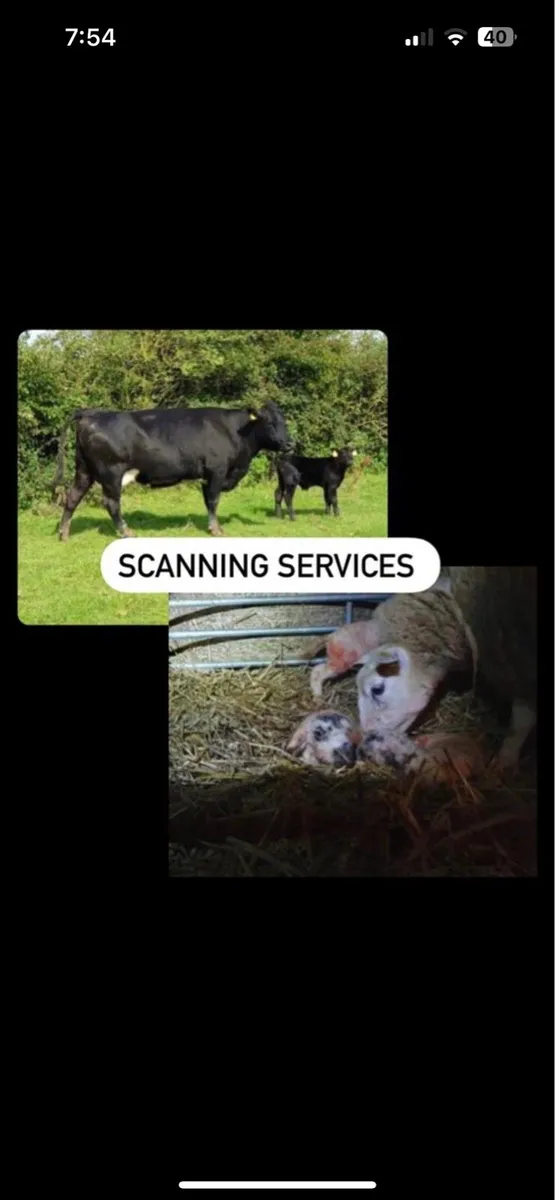 Cow Scanning