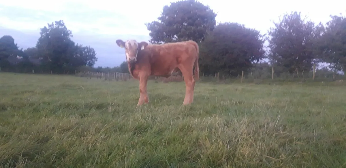5 Limousin Heifer Weanlings - Image 3