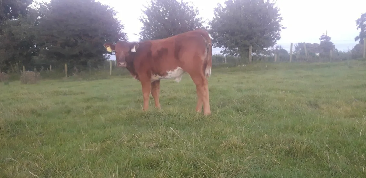 5 Limousin Heifer Weanlings - Image 4