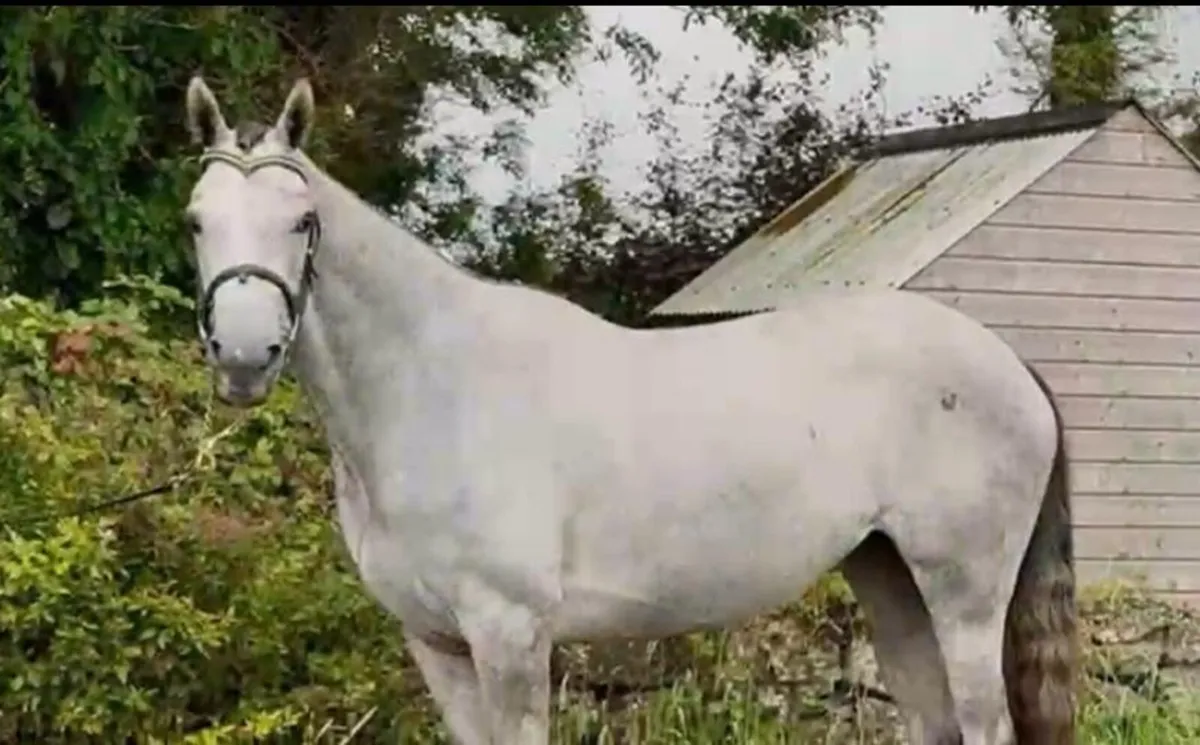 3 Year old Filly - Image 1
