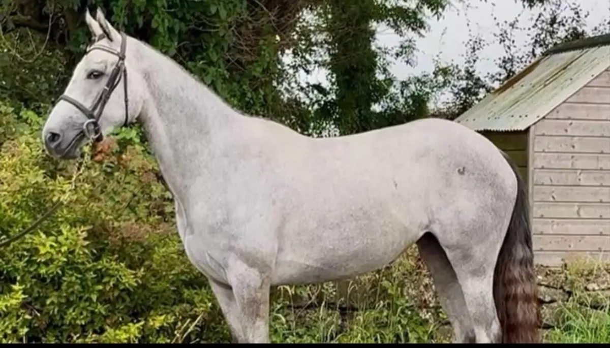 3 Year old Filly - Image 2