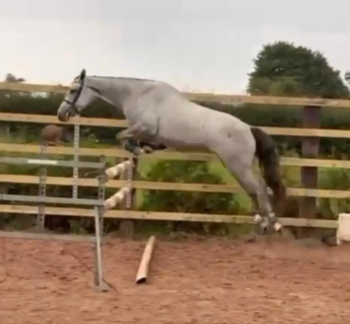3 Year old Filly - Image 3
