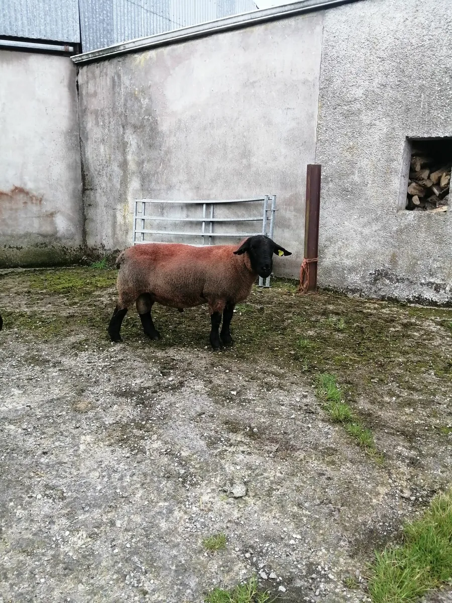 Suffolk Shearlings - Image 2
